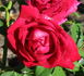 Queen o' the Lakes rose photo