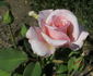 Rapture rose photo