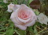 Heaven ™ rose photo