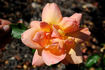 Lady Forteviot rose photo