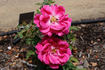 Maurice Bernardin rose photo