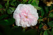 Mademoiselle Berthe Lévêque rose photo