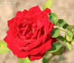 Rita McNeil rose photo