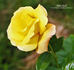Aztec Gold rose photo
