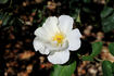 Weisse aus Sparrieshoop rose photo