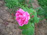 ČSR rose photo