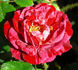 Love And Peace rose photo
