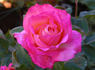 World Peace ™ rose photo