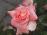 Bride rose photo