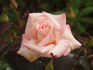 Bride rose photo