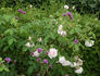 Blanche Duranthon rose photo