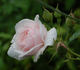 Blanche Duranthon rose photo