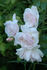 Blanche Duranthon rose photo