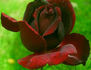 The Meteor rose photo