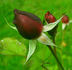 The Meteor rose photo