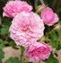 Nostalgia ™ rose photo