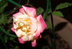 Eternal Flame rose photo