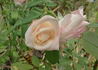 Anna rose photo