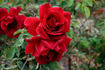 Avoca rose photo