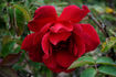 Avoca rose photo