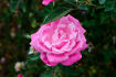 Bijou de Royat-les-Bains rose photo