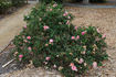 Caroline Marniesse rose photo
