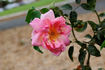Caroline Marniesse rose photo