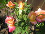 Pink Lemonade rose photo