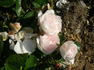 Dominique Loiseau ™ rose photo