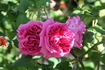 Chateau Frontenac rose photo