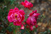 Sanguine rose photo