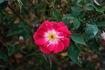 Sanguine rose photo
