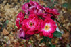 Sanguine rose photo
