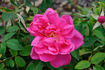 Souvenir de Germain de Saint-Pierre rose photo