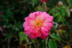 Souvenir de Madame Ladvocat rose photo