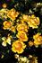 Amber Nectar rose photo