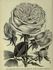 Étendard de Jeanne d'Arc rose photo