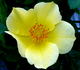 Baby Love rose photo