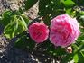Auli rose photo