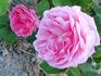 Auli rose photo