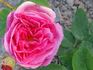 Auli rose photo
