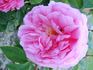 Auli rose photo