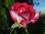 Fair Lady rose photo