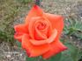 Anne Marie Trechslin ® rose photo
