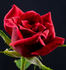 Acey Deucy ™ rose photo