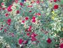 Midwest Living rose photo