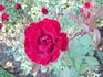 Midwest Living rose photo