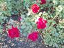 Midwest Living rose photo