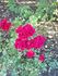 Midwest Living rose photo