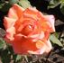 Victor Borge rose photo